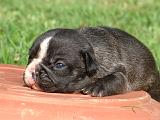 BOULEDOGUE FRANCAIS 1332